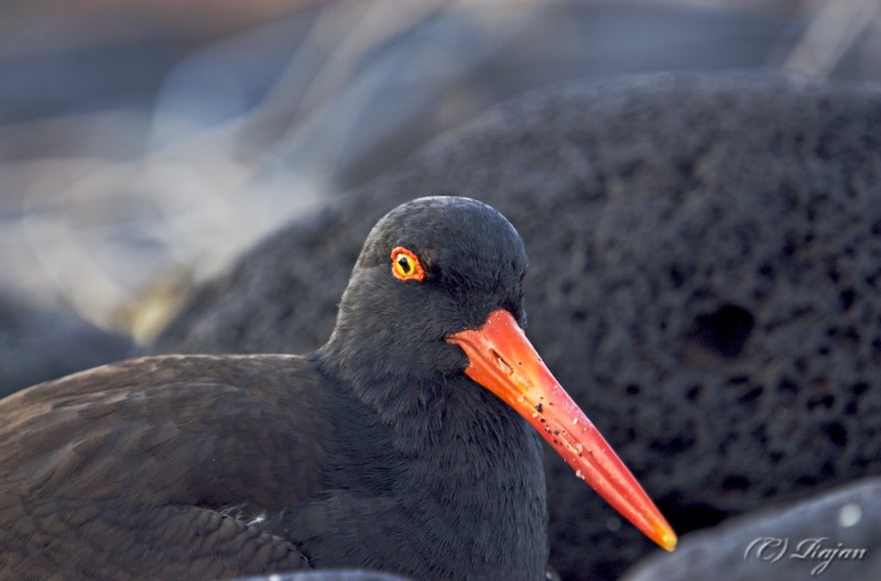 American Oystercatcher