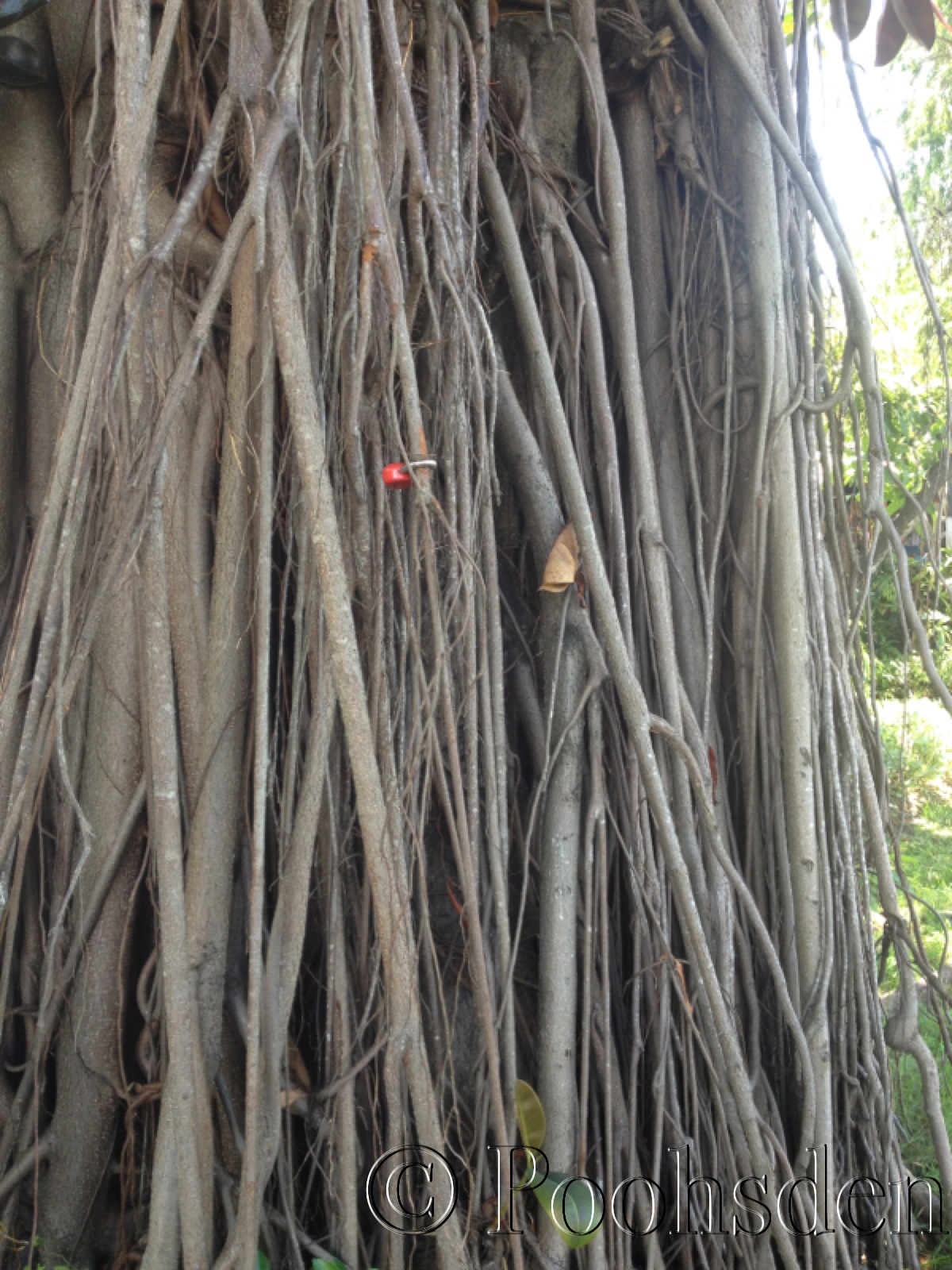 Grey or is it brown? Locks on tree roots, Bali