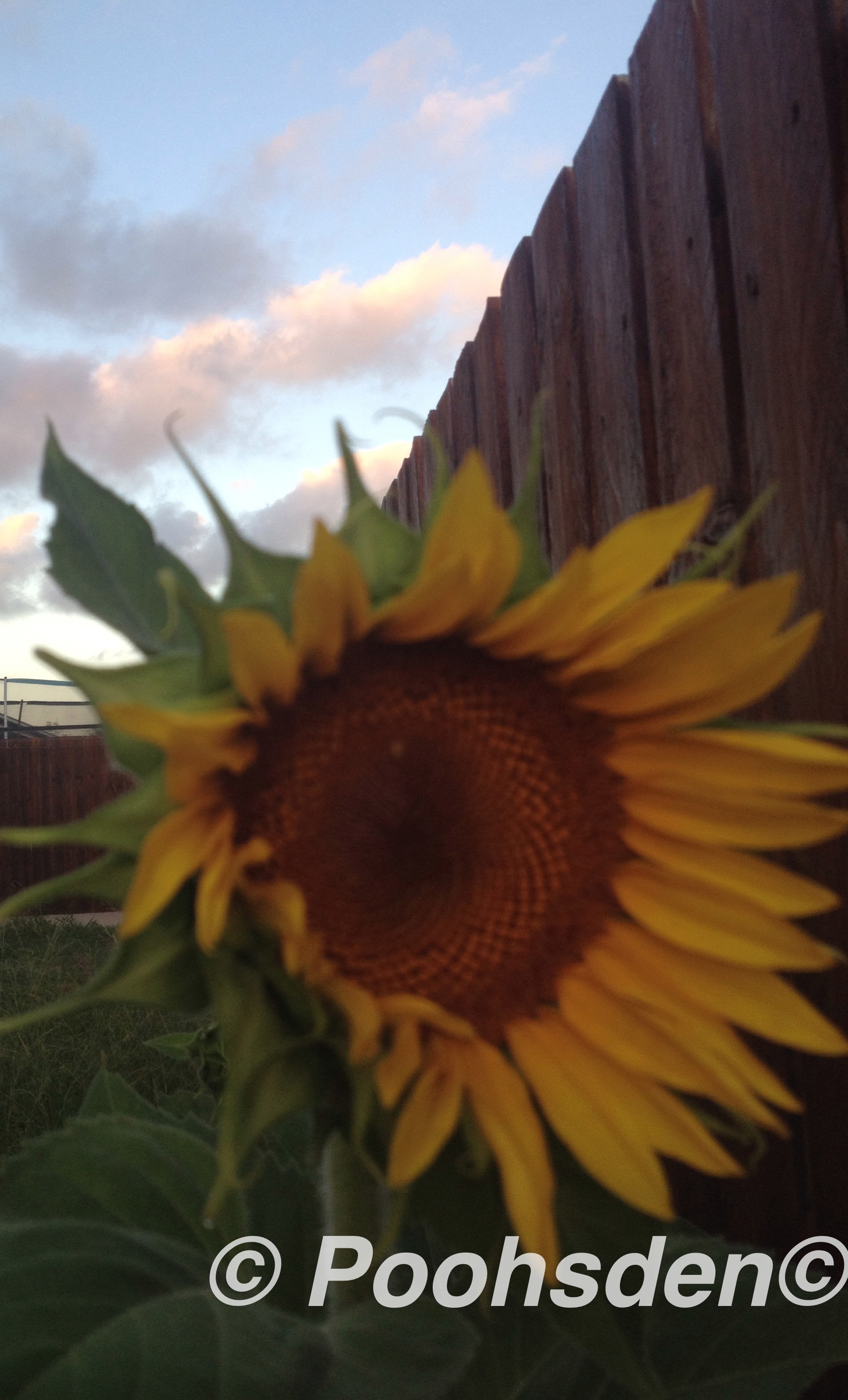 The first sunflower that bloomed in our Gladstone garden