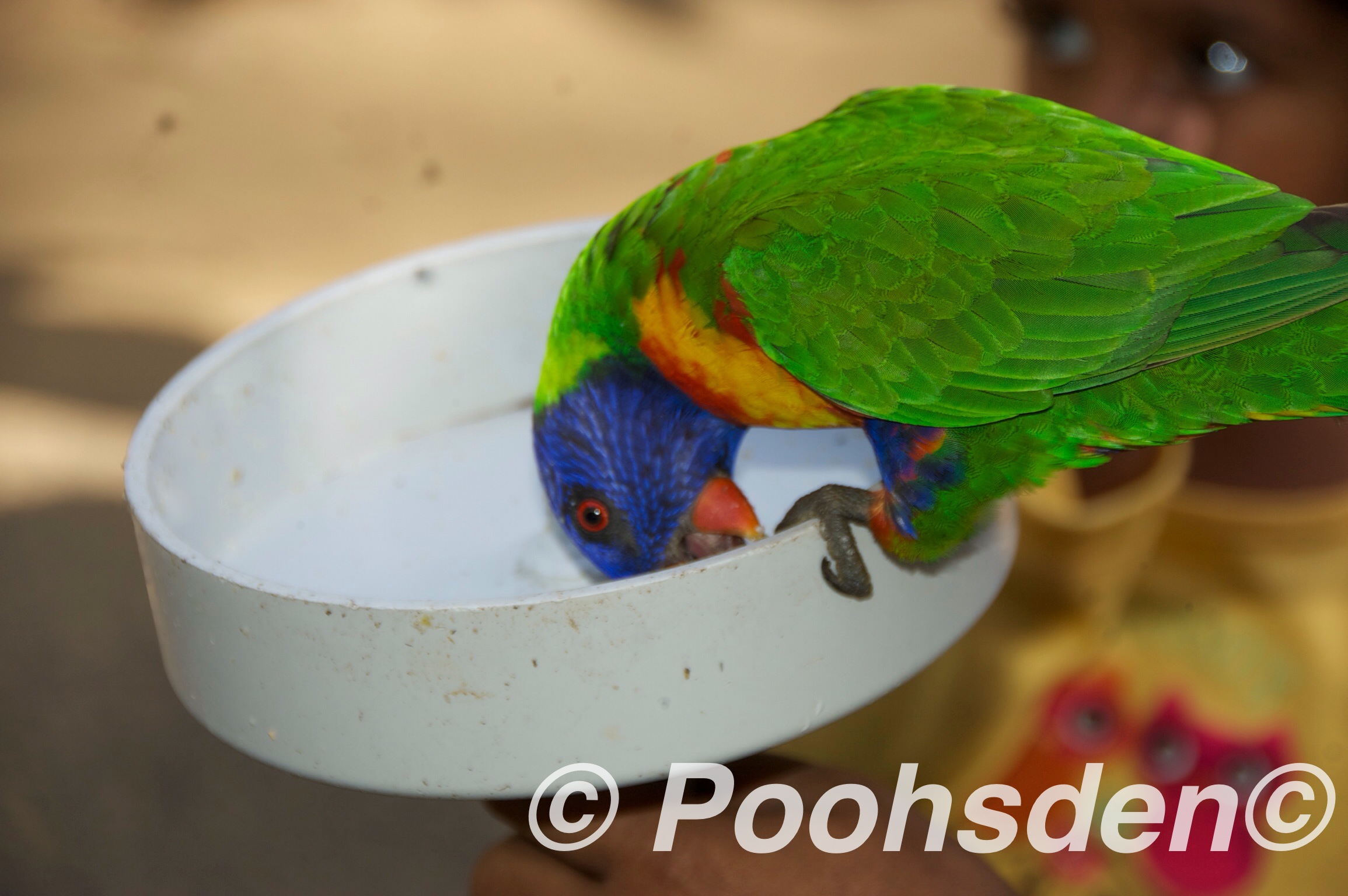 Rainbow lorikeet in Brisbane