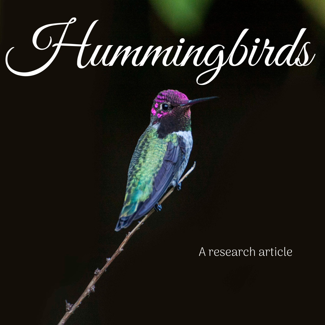 Hummingbirds- a research article